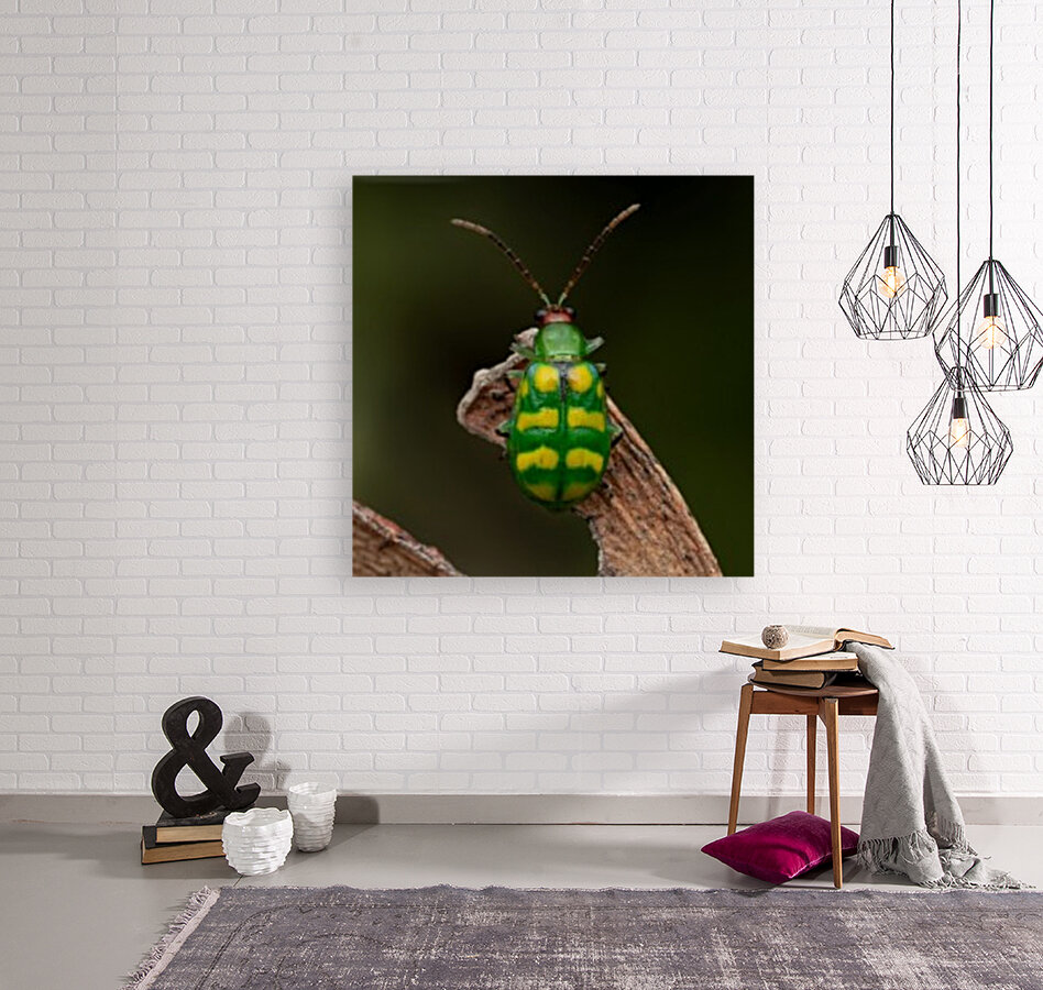 Banded cucumber beetle Reproduction