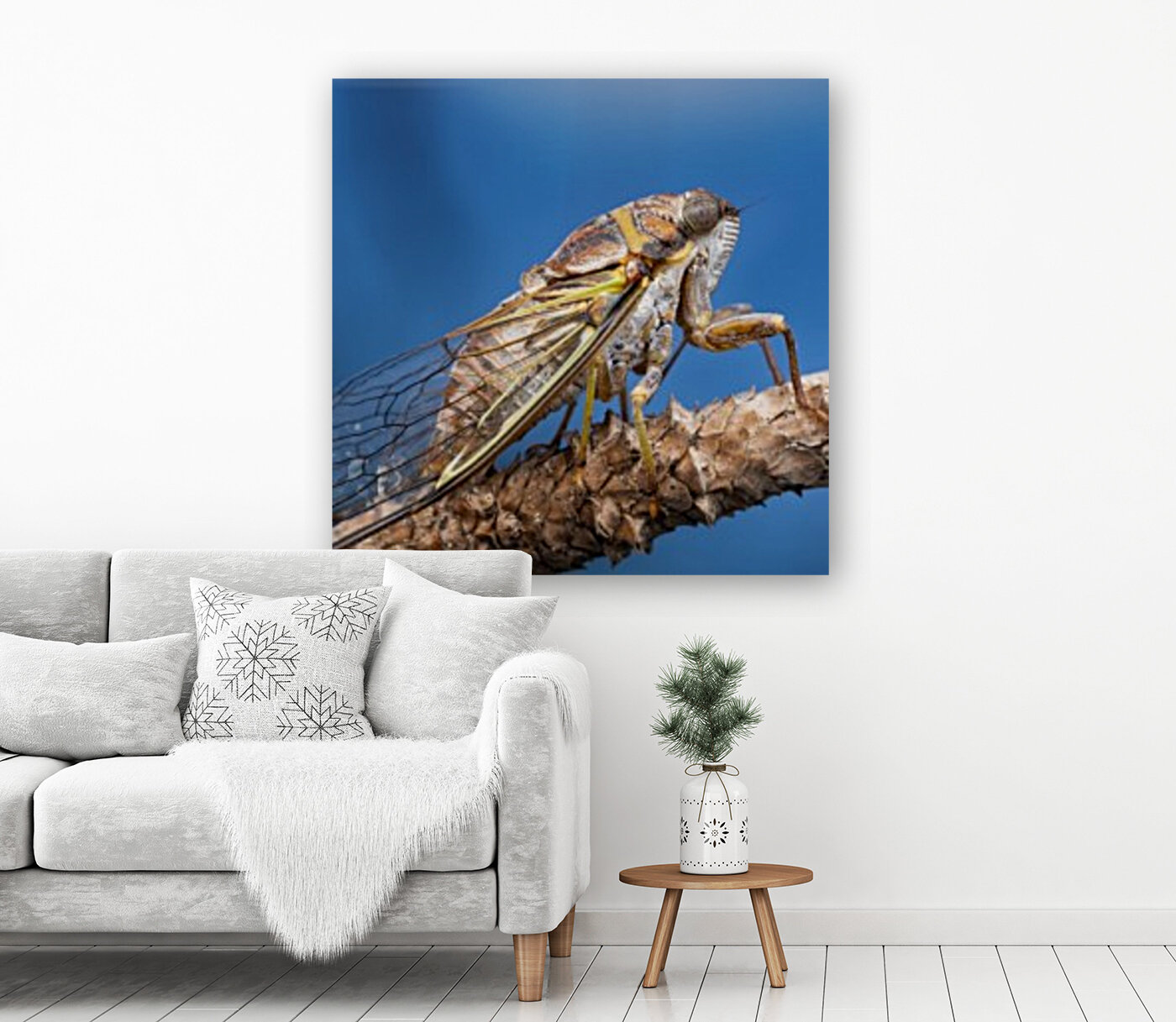 Cicada  Reproduction