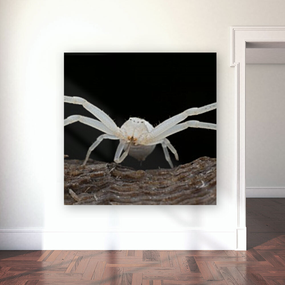 Crab Spider  Reproduction