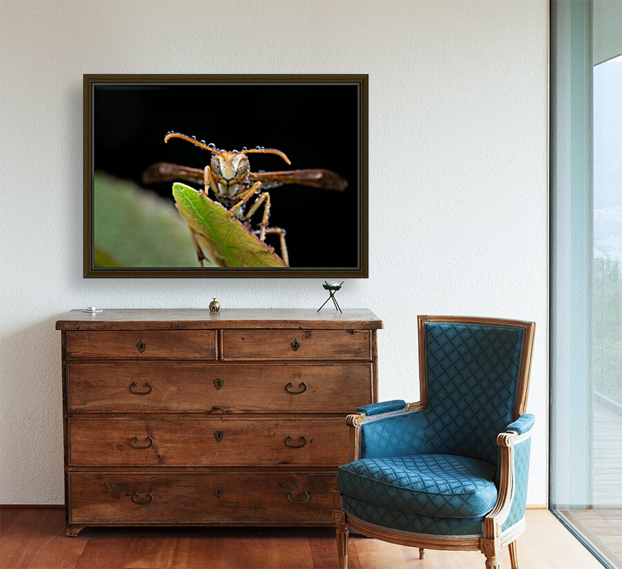 Paper Wasp Reproduction