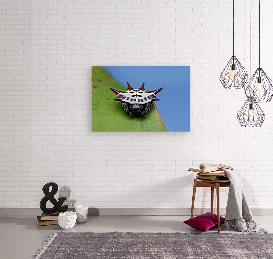 Spiny orb-weaver Reproduction