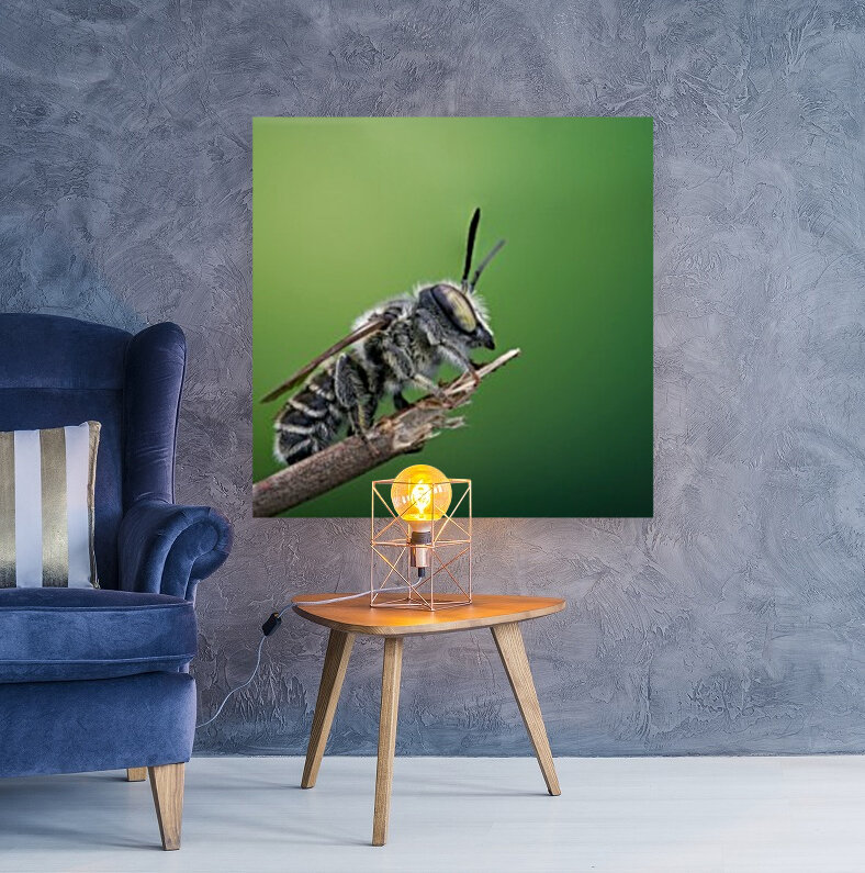 Leaf Cutter Bee Reproduction