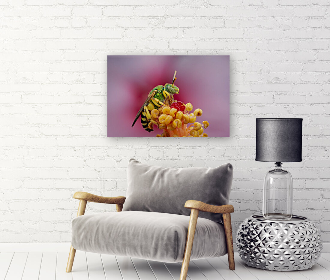 Sweat Bee Reproduction