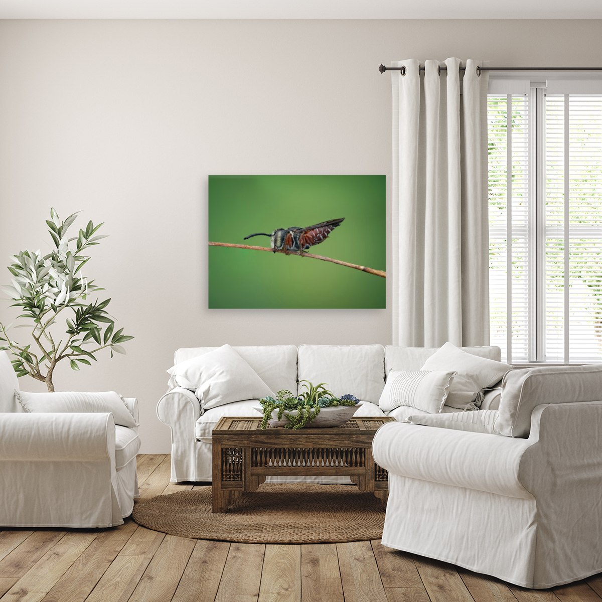 Cuckoo Leaf Cutter Bee Reproduction