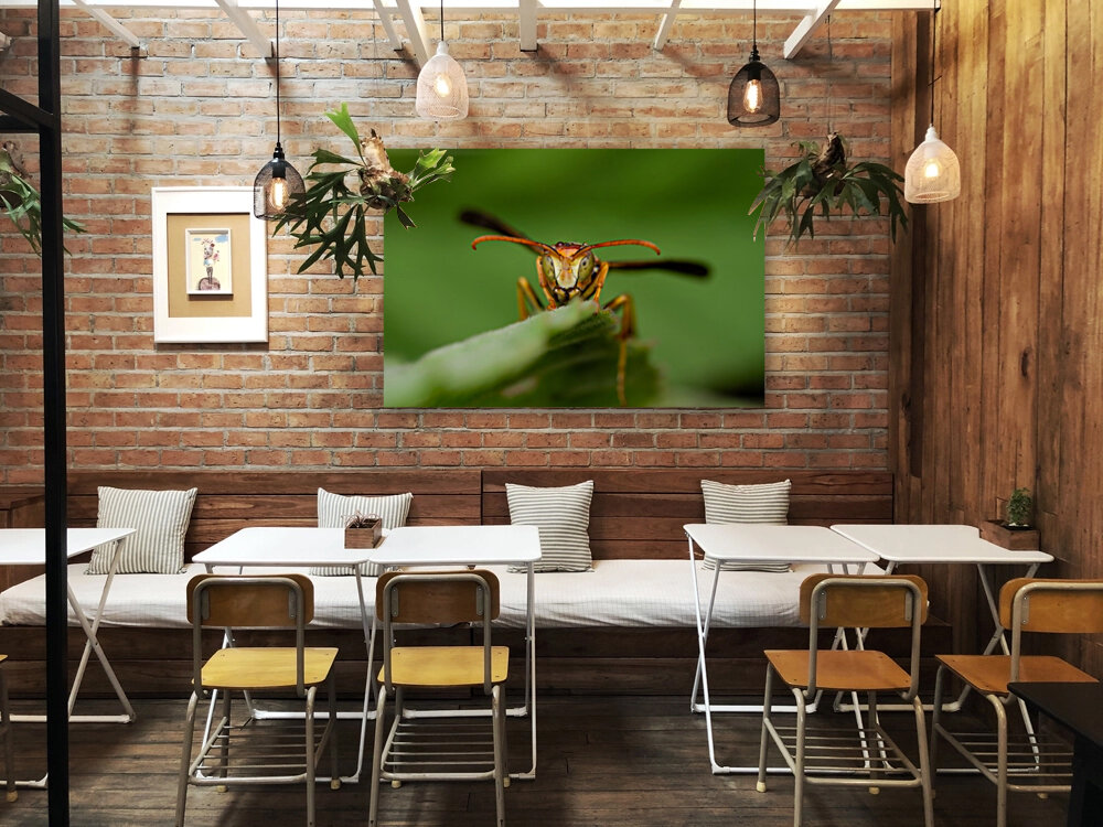 Paper Wasp Reproduction