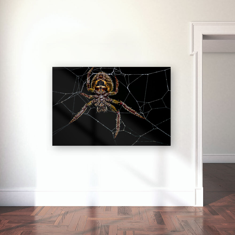 Orb-weaver spider Reproduction