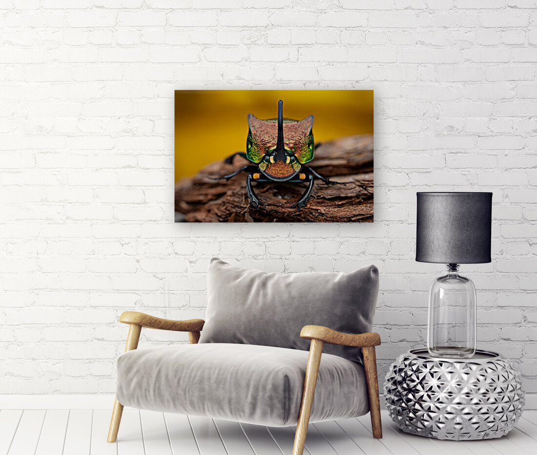 Rainbow scarab beetle Reproduction
