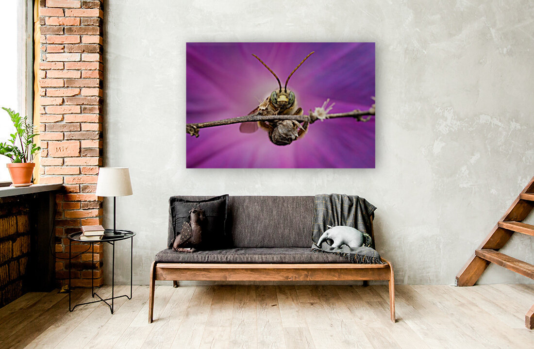 Long-horned bee Reproduction