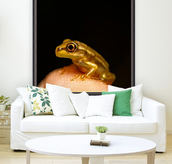 Yellow Frog Reproduction