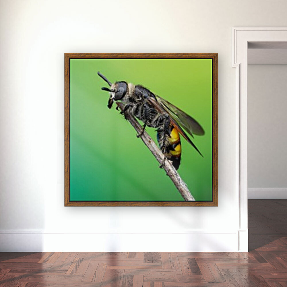 Scoliid Wasp Reproduction