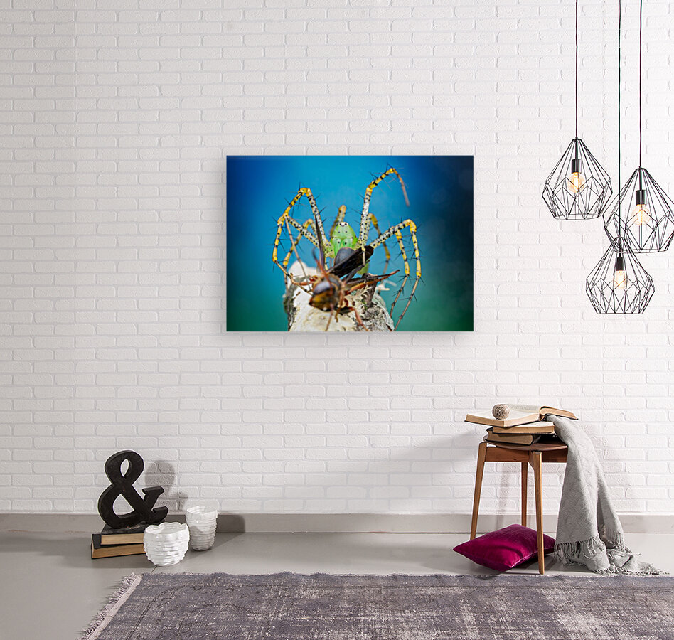 Green Lynx Spider Reproduction