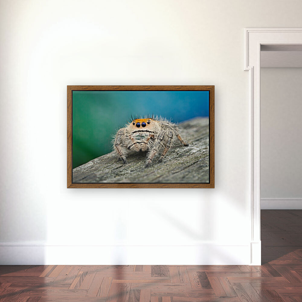 Phidippus Regius Reproduction