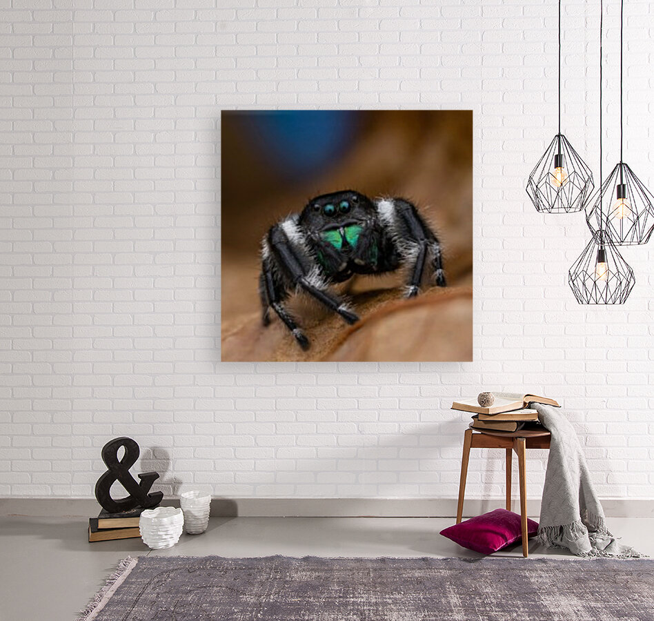 Regal jumping spider Reproduction