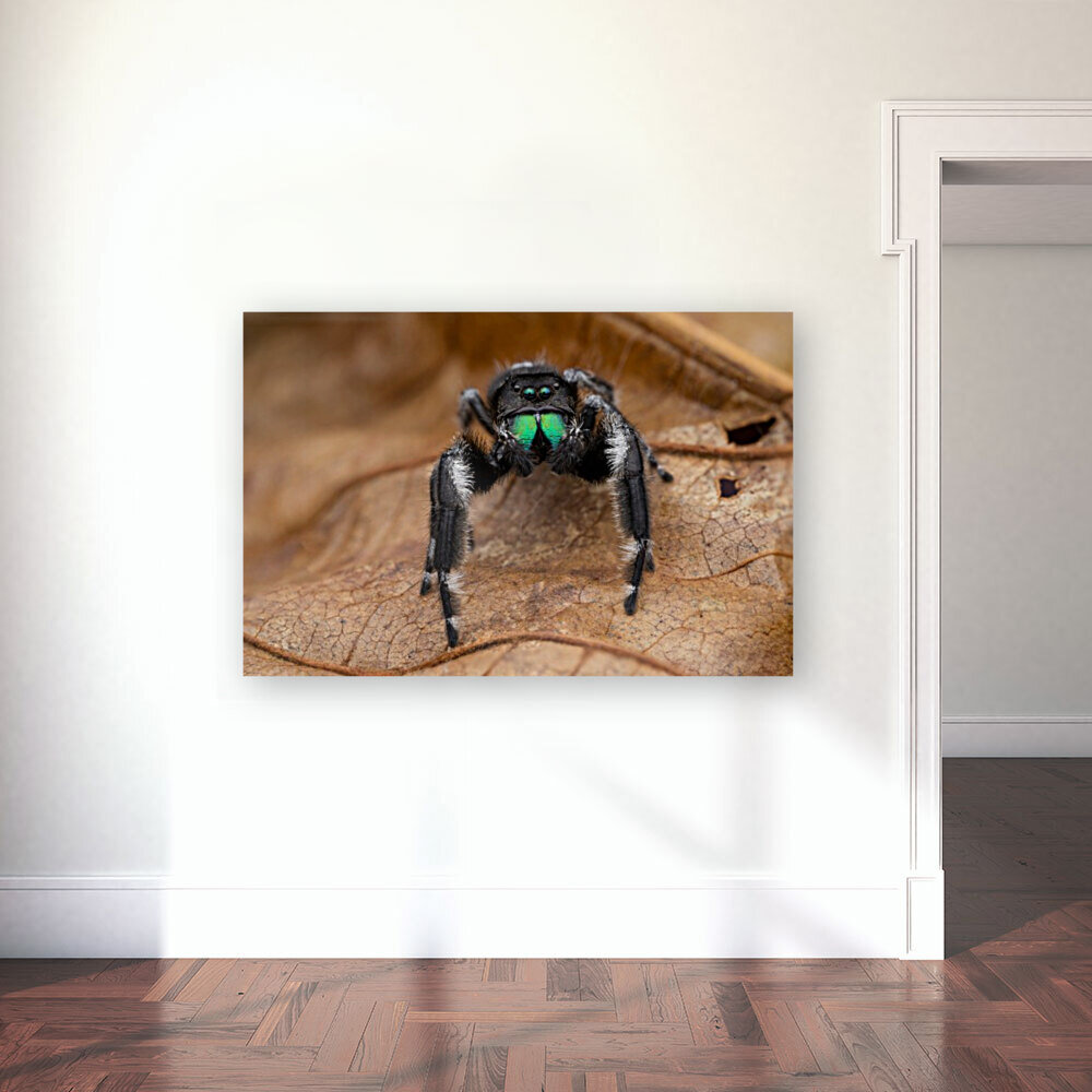 Regal jumping spider Reproduction