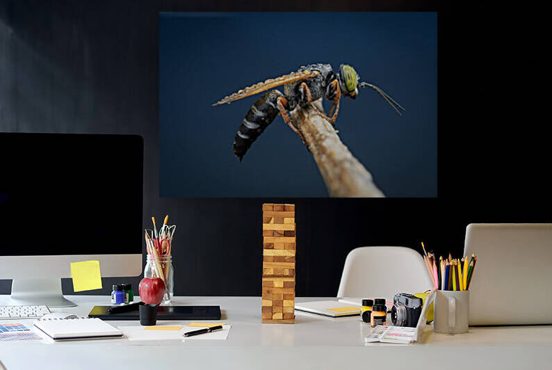 Sand Wasp by MACRO HOBBY MIAMI