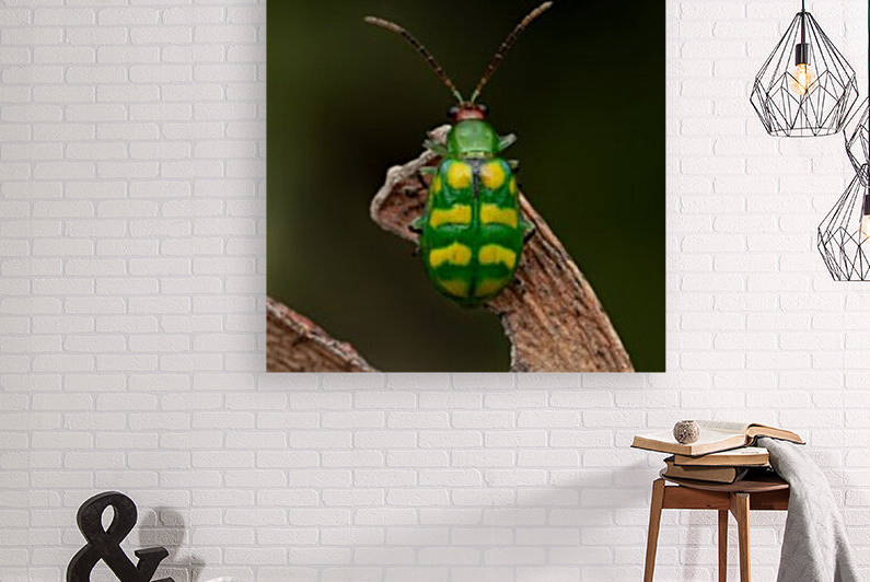 Banded cucumber beetle Reproduction