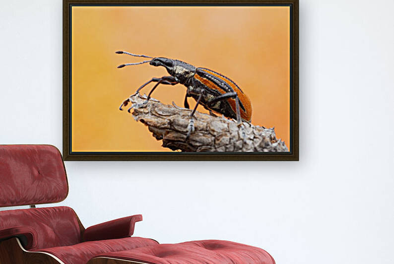 Diaprepes Root Weevil by MACRO HOBBY MIAMI