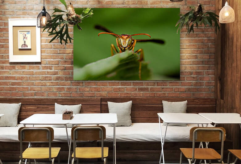 Paper Wasp by MACRO HOBBY MIAMI
