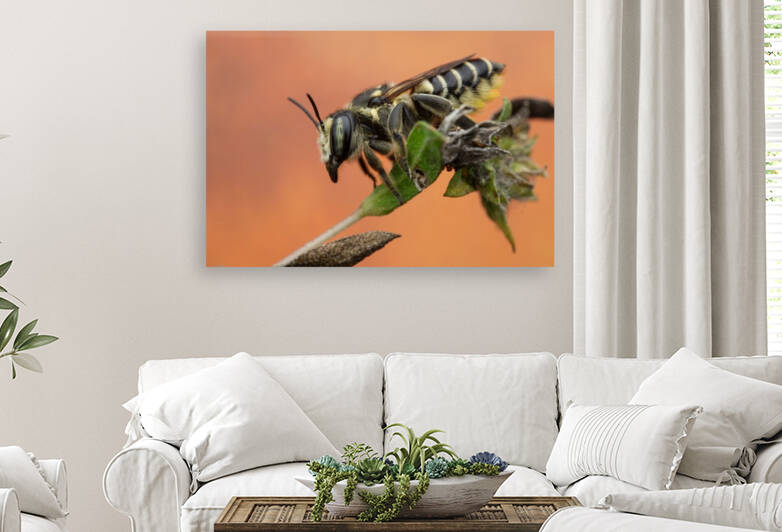 Leaf Cutter Bee by MACRO HOBBY MIAMI