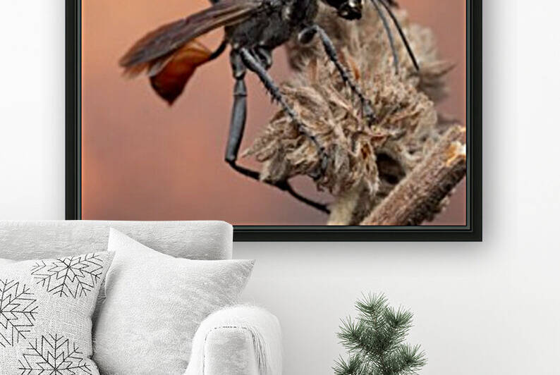 Thread-waisted wasp by MACRO HOBBY MIAMI