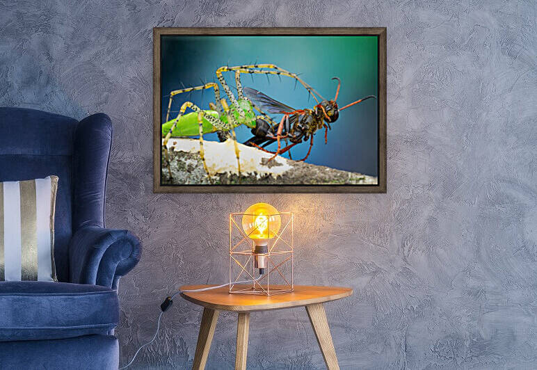 Green Lynx Spider  Reproduction