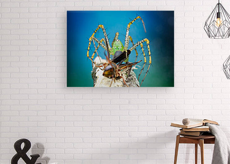 Green Lynx Spider Reproduction