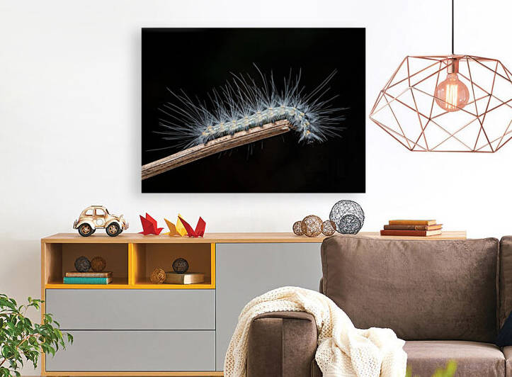 Fall webworm caterpillar by MACRO HOBBY MIAMI