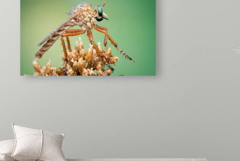 Robber Fly by MACRO HOBBY MIAMI
