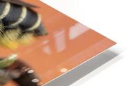 Leaf Cutter Bee HD Metal print