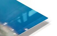Phidippus Regius HD Metal print