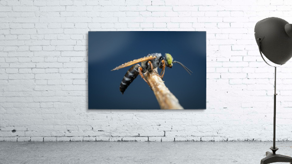 Sand Wasp Wall Preview