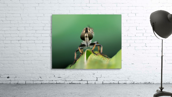 Robber Fly Wall Preview
