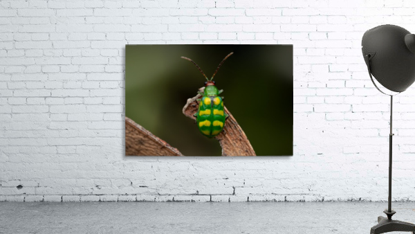 Banded cucumber beetle Wall Preview