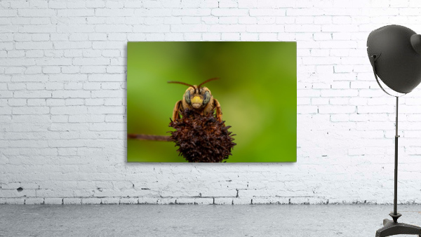Long-horned bee  Wall Preview