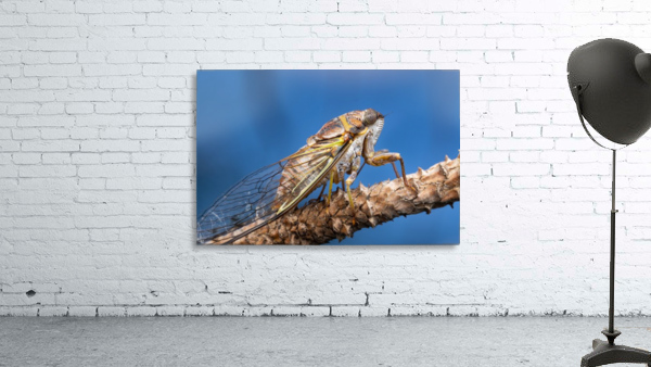 Cicada  Wall Preview