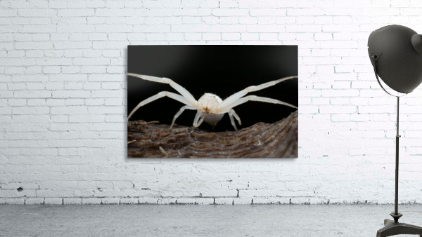 Crab Spider  Wall Preview