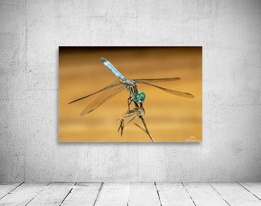 Dragonfly Wall Preview