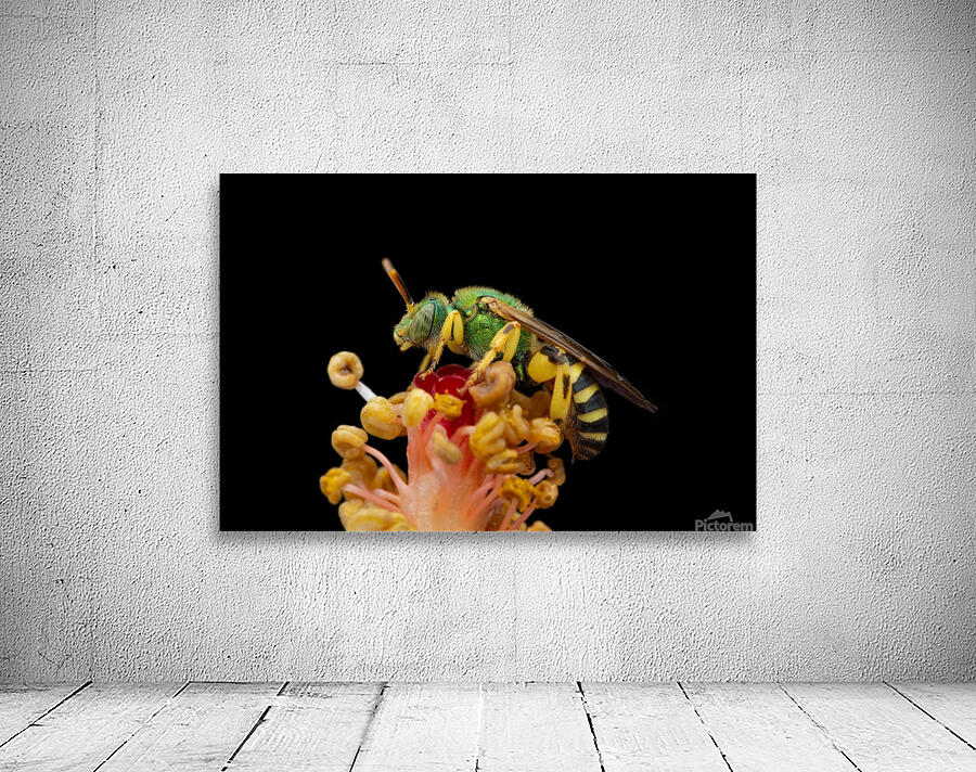 Sweat Bee Wall Preview