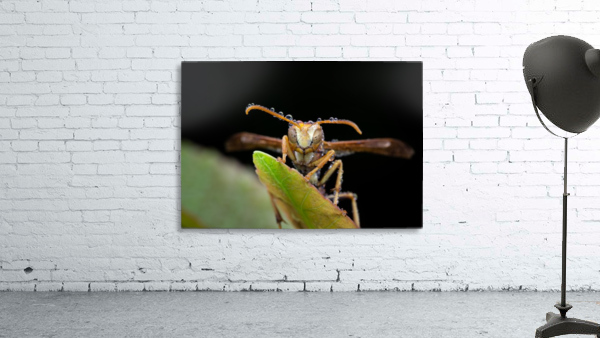 Paper Wasp Wall Preview