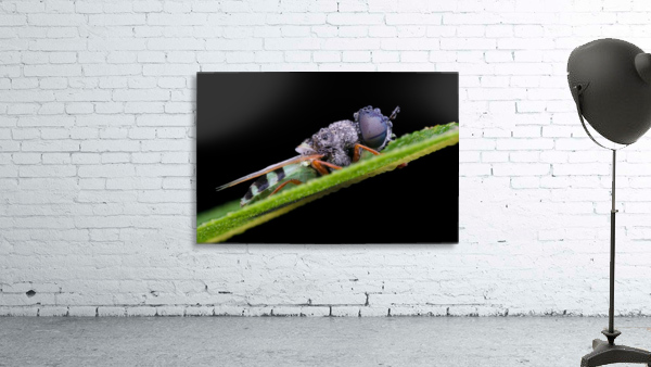 Soldier Fly Wall Preview
