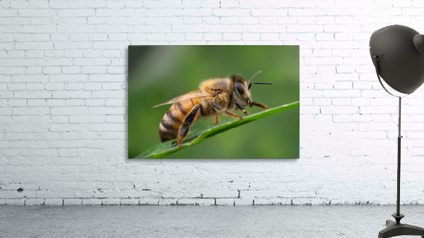 Honey Bee Wall Preview