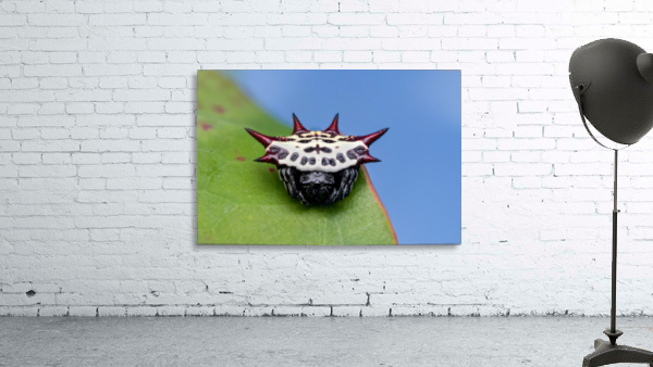 Spiny orb-weaver Wall Preview