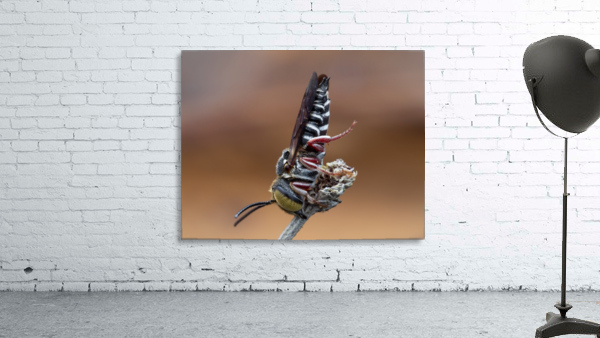 Cuckoo Leaf Cutter Bee Wall Preview