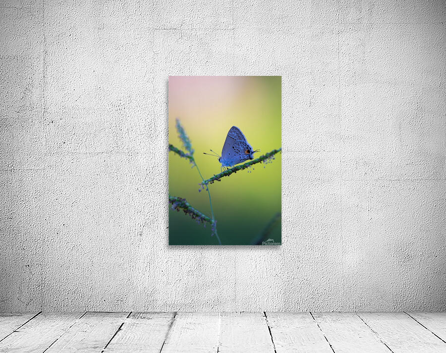 Butterfly  Wall Preview