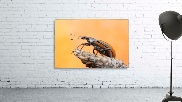 Diaprepes Root Weevil Wall Preview