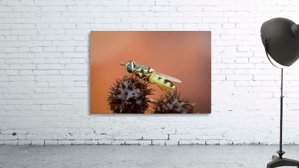 Soldier Fly Wall Preview