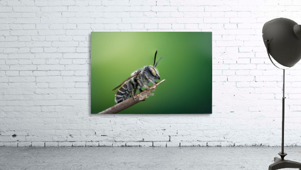 Leaf Cutter Bee Wall Preview