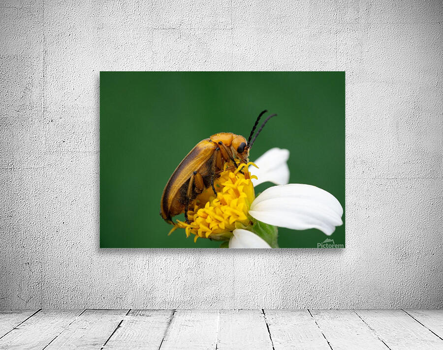 Blister beetle Wall Preview