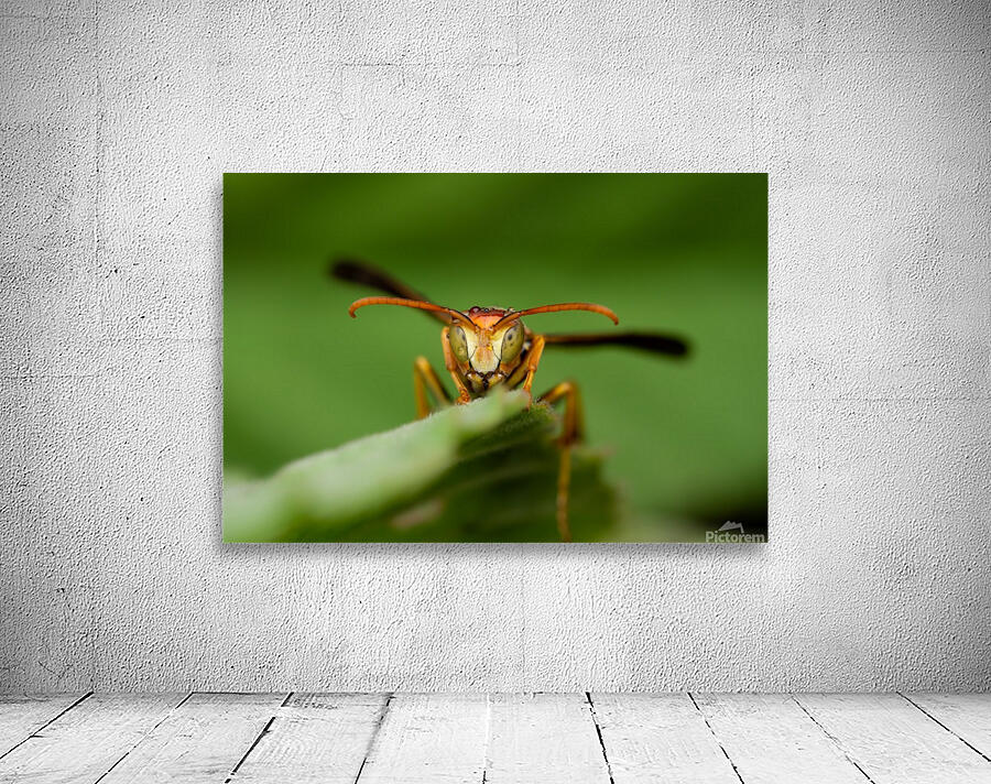 Paper Wasp Wall Preview