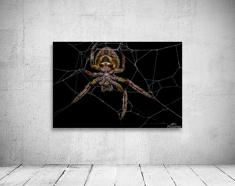 Orb-weaver spider Wall Preview